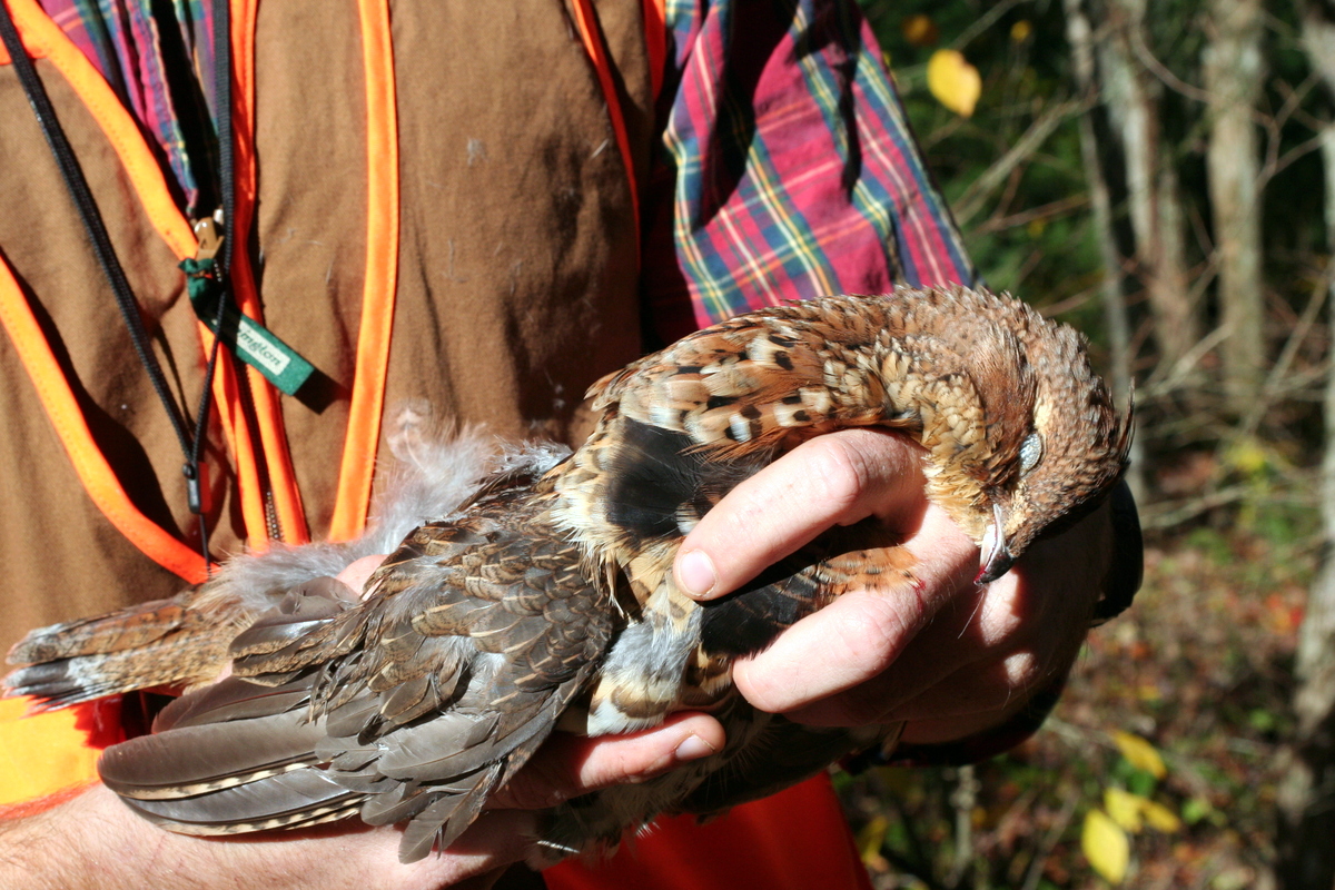 Glory Days Of Grouse Outdoor Adventures