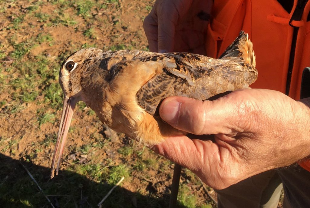 Small Game Outdoor Adventures